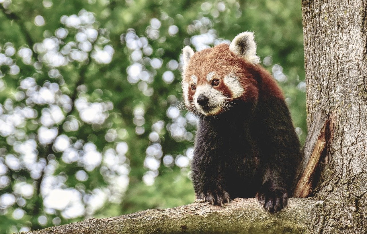 Red Panda at Auckland Zoo New Zealand