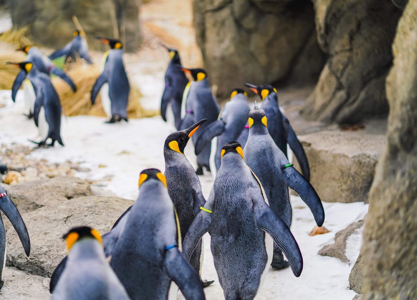 Penguins at Sea Life Kelly Tarlton Auckland