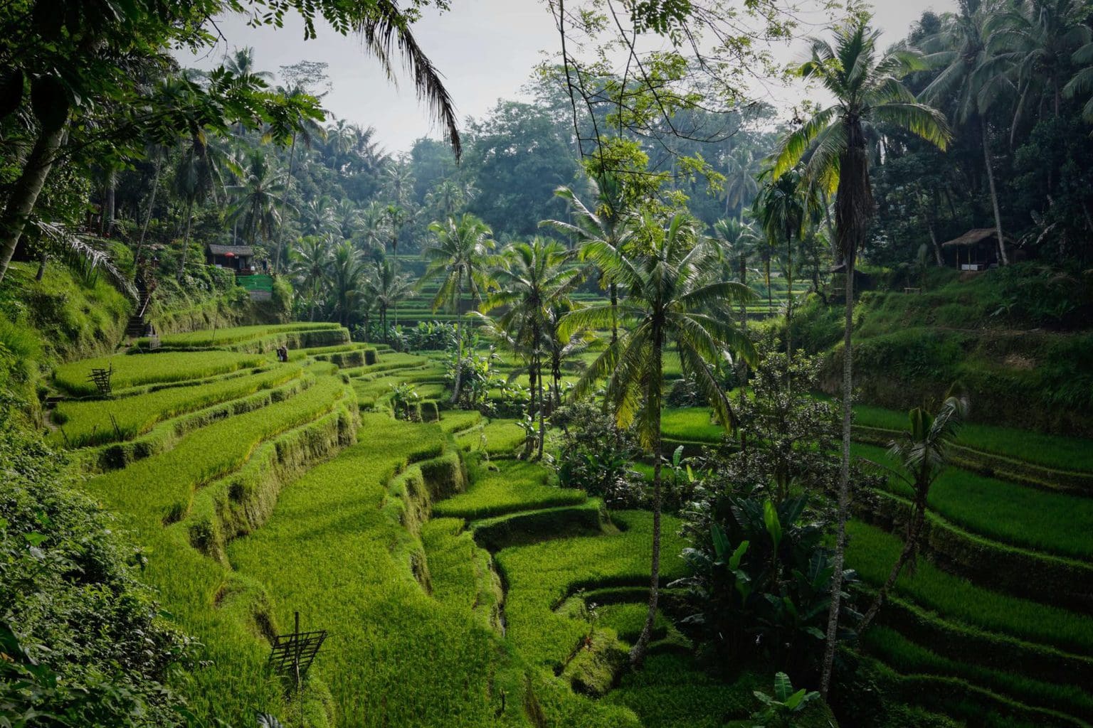 Ubud 3 day itinerary - rice fields