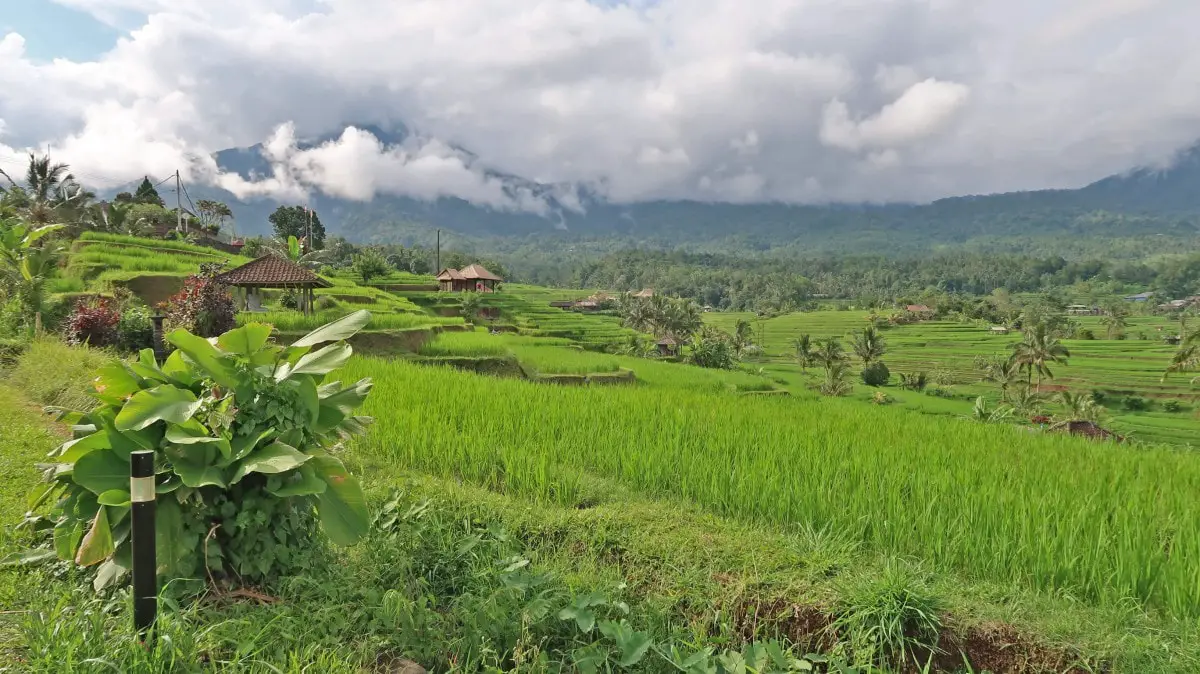 Quieter rice fields - Jatiluwih