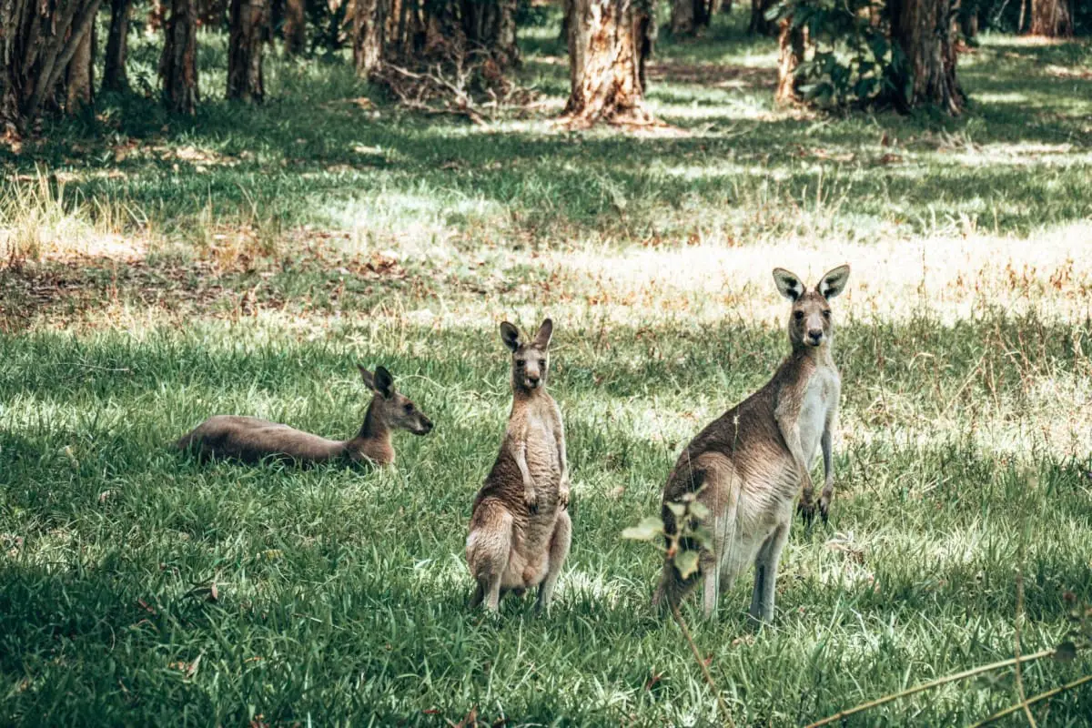 Books about wanderlust - Australia