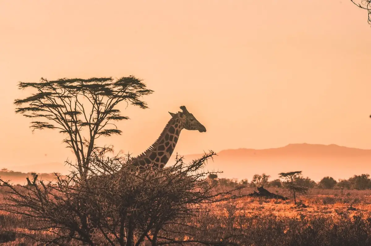 Books about wanderlust Kenya