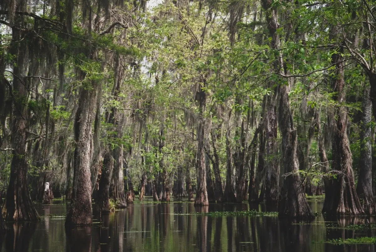 Books about wanderlust - Swamps USA