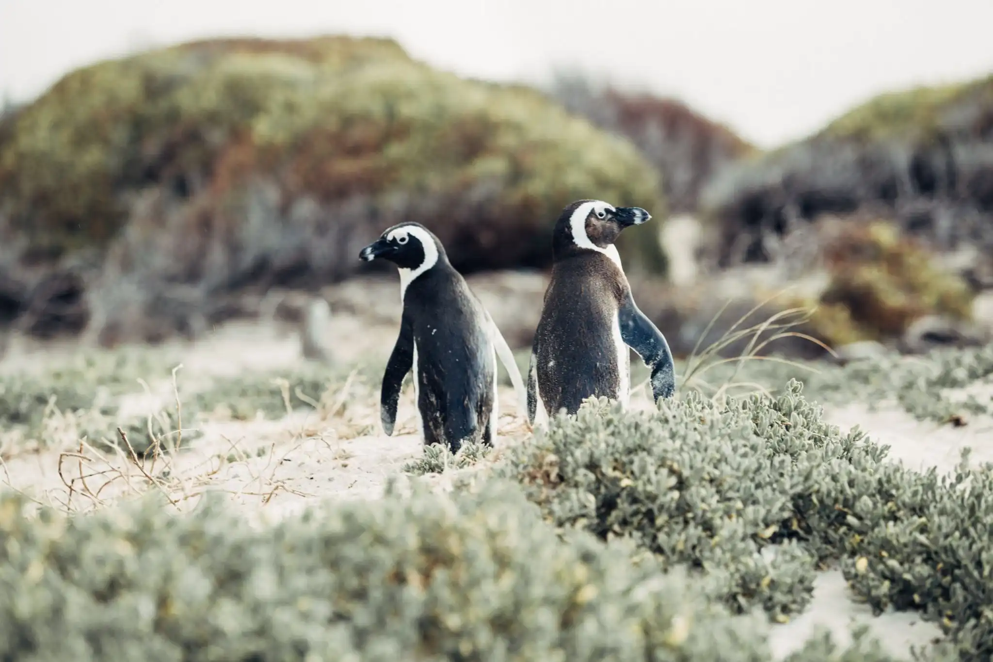 Boulders Beach penguins, Simon's Town