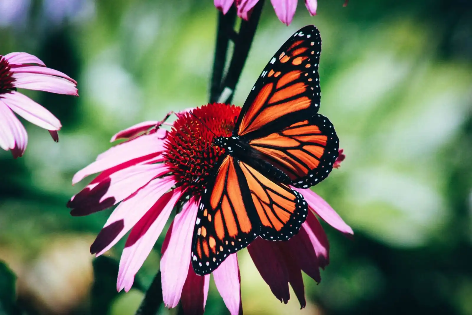 Australian Butterly World in Kuranda