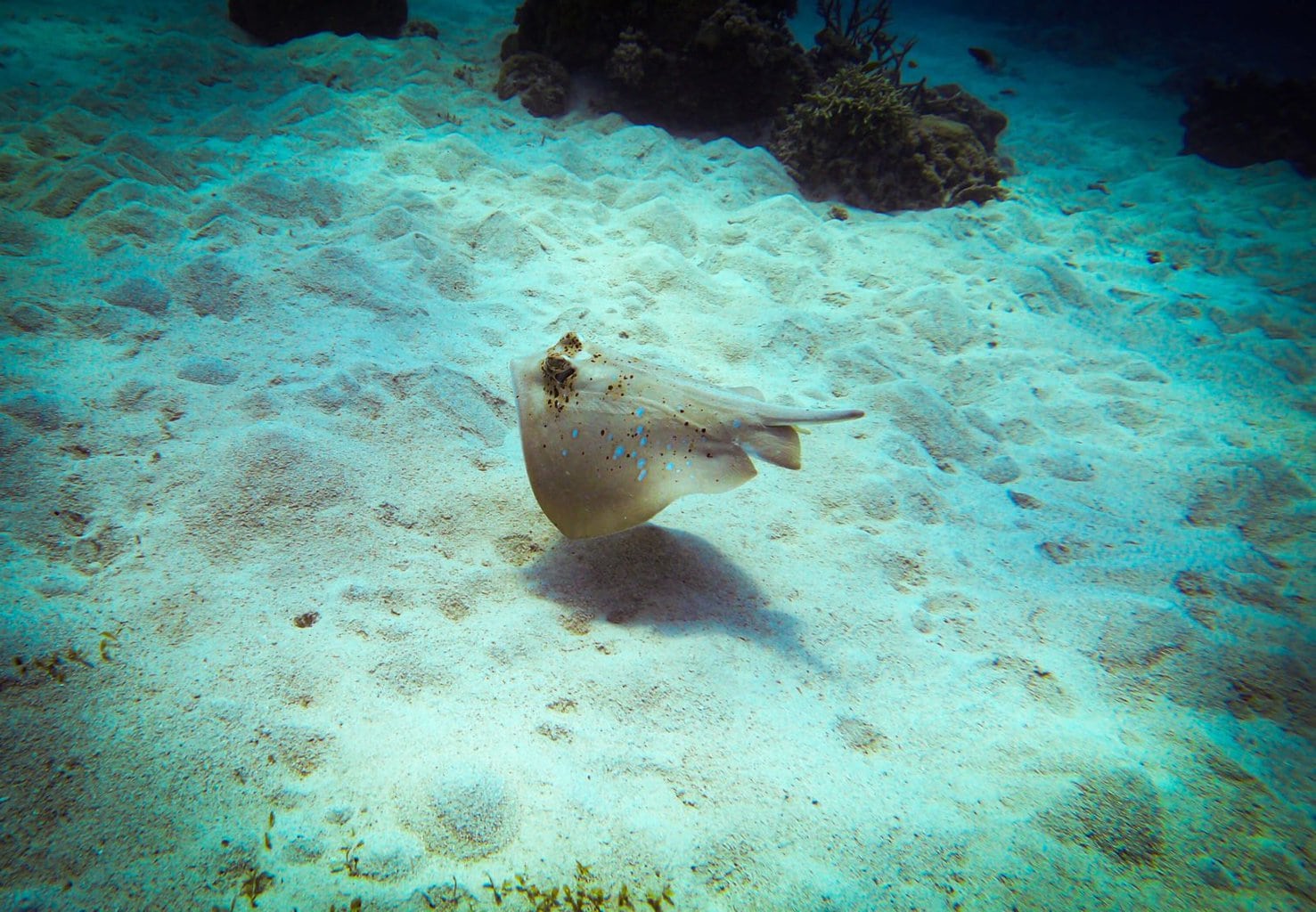 Cairns itinerary - Blue spotted ray