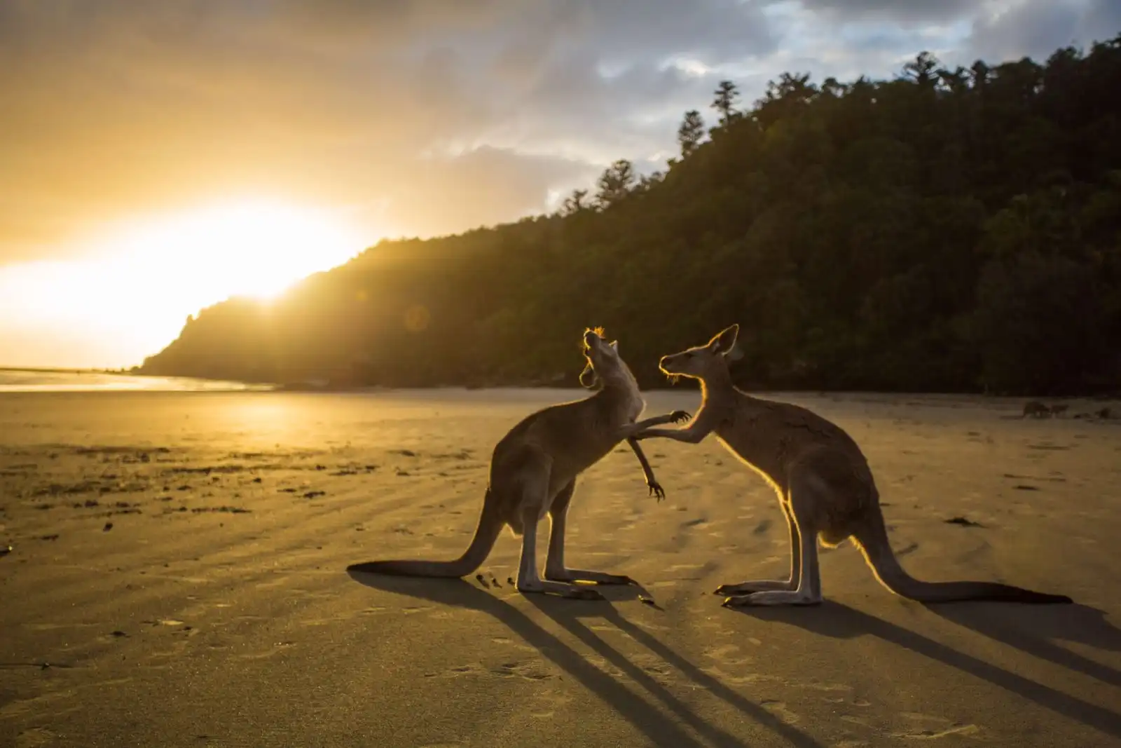 Cairns to Brisbane road trip - Cape Hillsborough National Park (1)