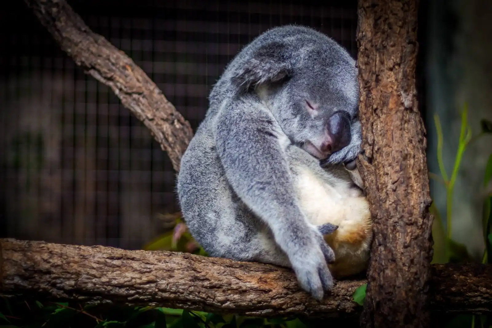 Lone Pine Sanctuary koala