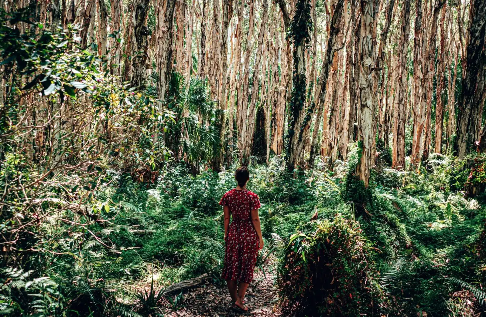 Paperbark Forest Trail near Agnes Water