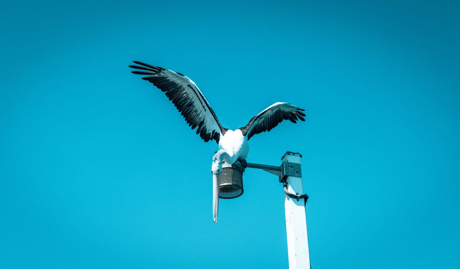 Urangan Pier pelican