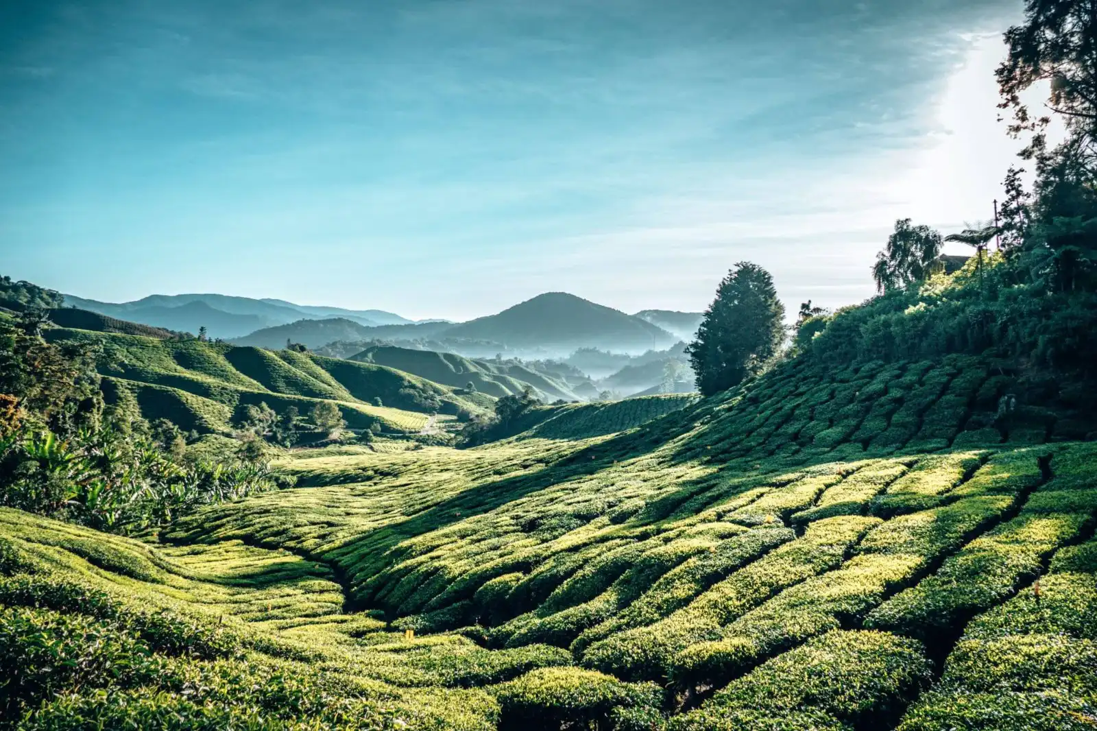 Cameron Highlands BOH tea plantation