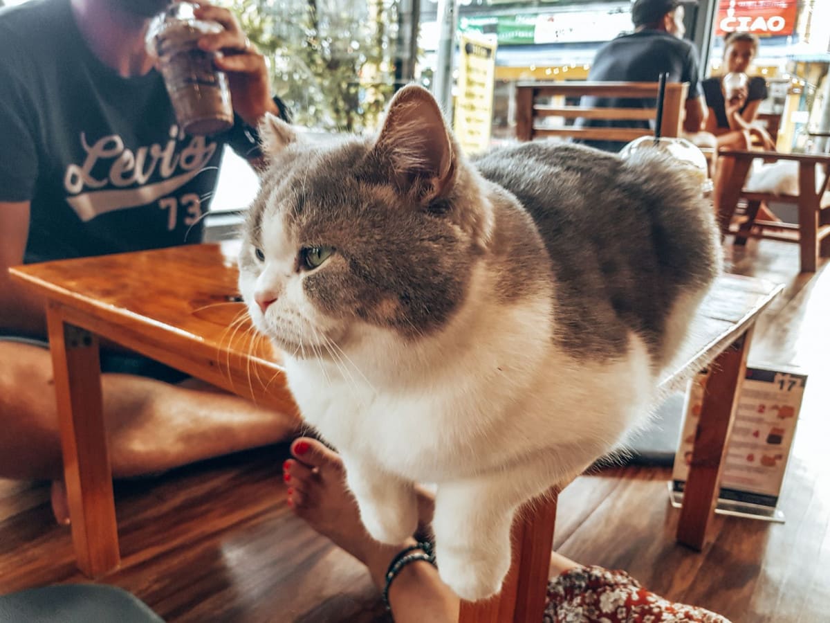 Cat 'n Cup Cafe - great thing to do in Chiang Rai