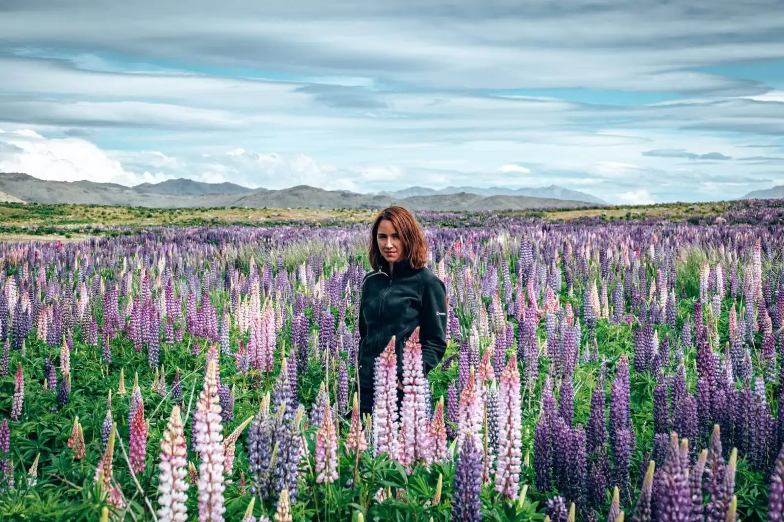 Lupin fields near Lake Tekapo