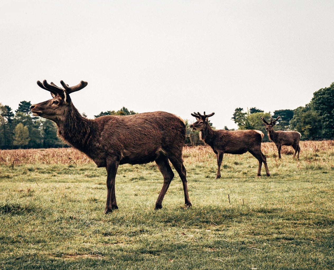 Deer in Bushy Park, London