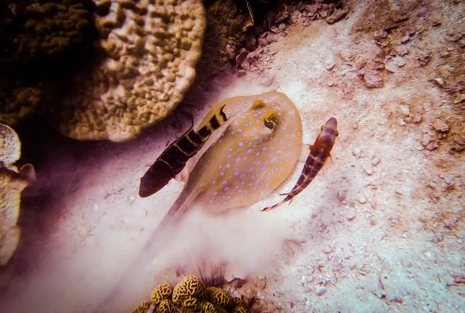 Blue spotted ray