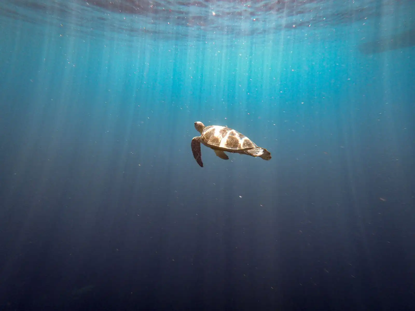 GoPro for travel - turtle captured while snorkelling