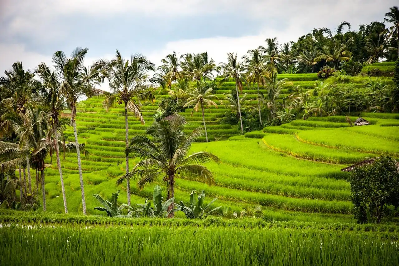 Wanagiri Hidden Hills Tour - Jatiwulih Rice Terraces