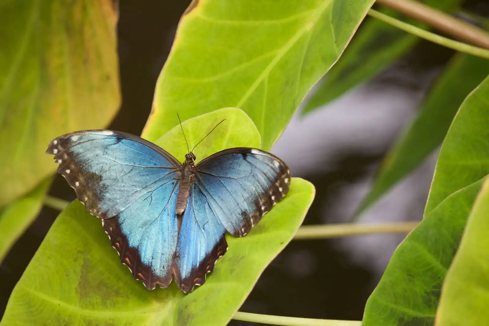 Kuala Lumpur Butterfly Park