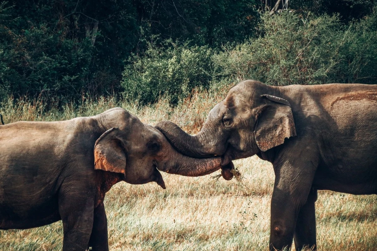 Landmarks in Sri Lanka - Yala National Park