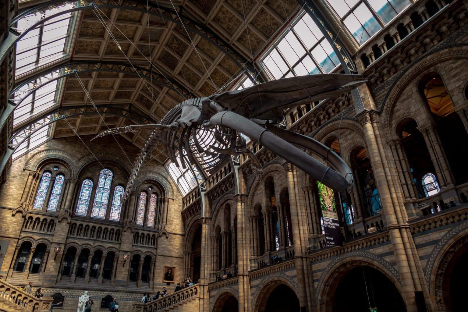 The dinosaur at Natural History Museum in London United Kingdom