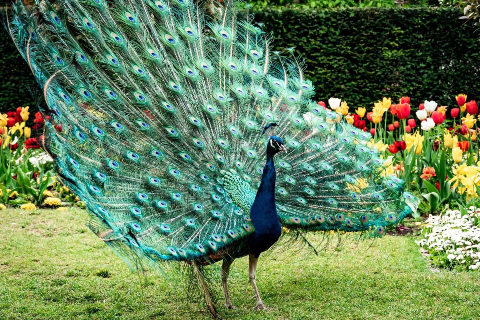 Peacock in Holland Park