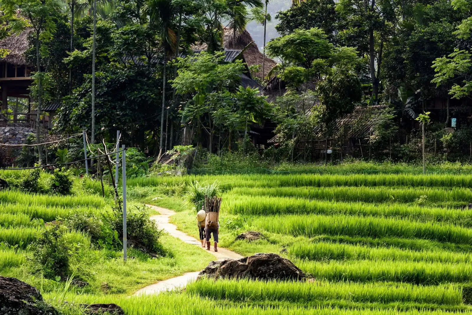 Rice Fields Vietnam