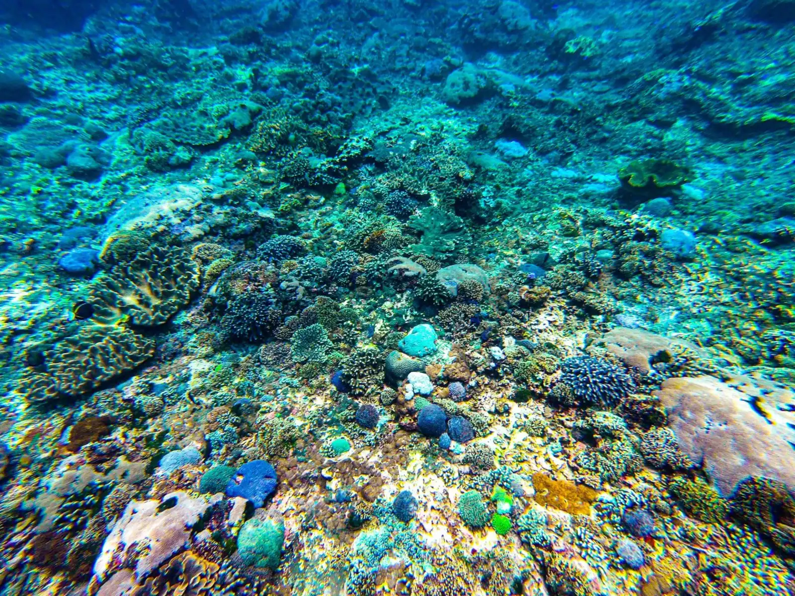 snorkeling nusa penida - coral reefs