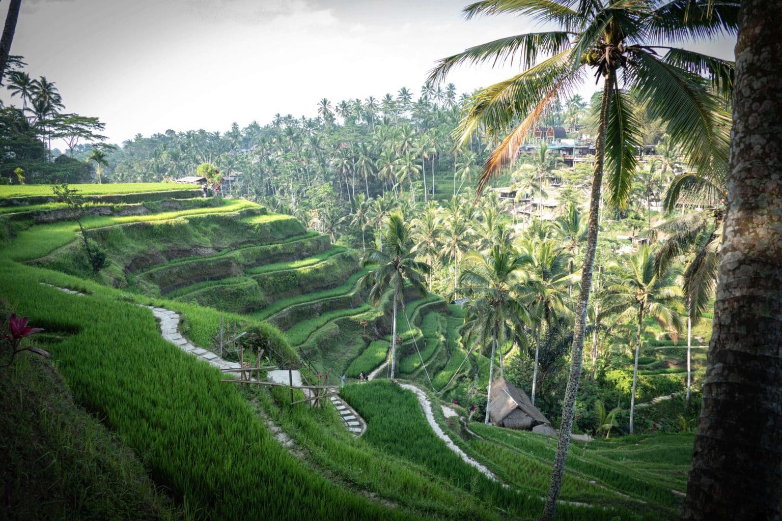 Ubud Waterfall Tour - Tegalalang Rice Fields