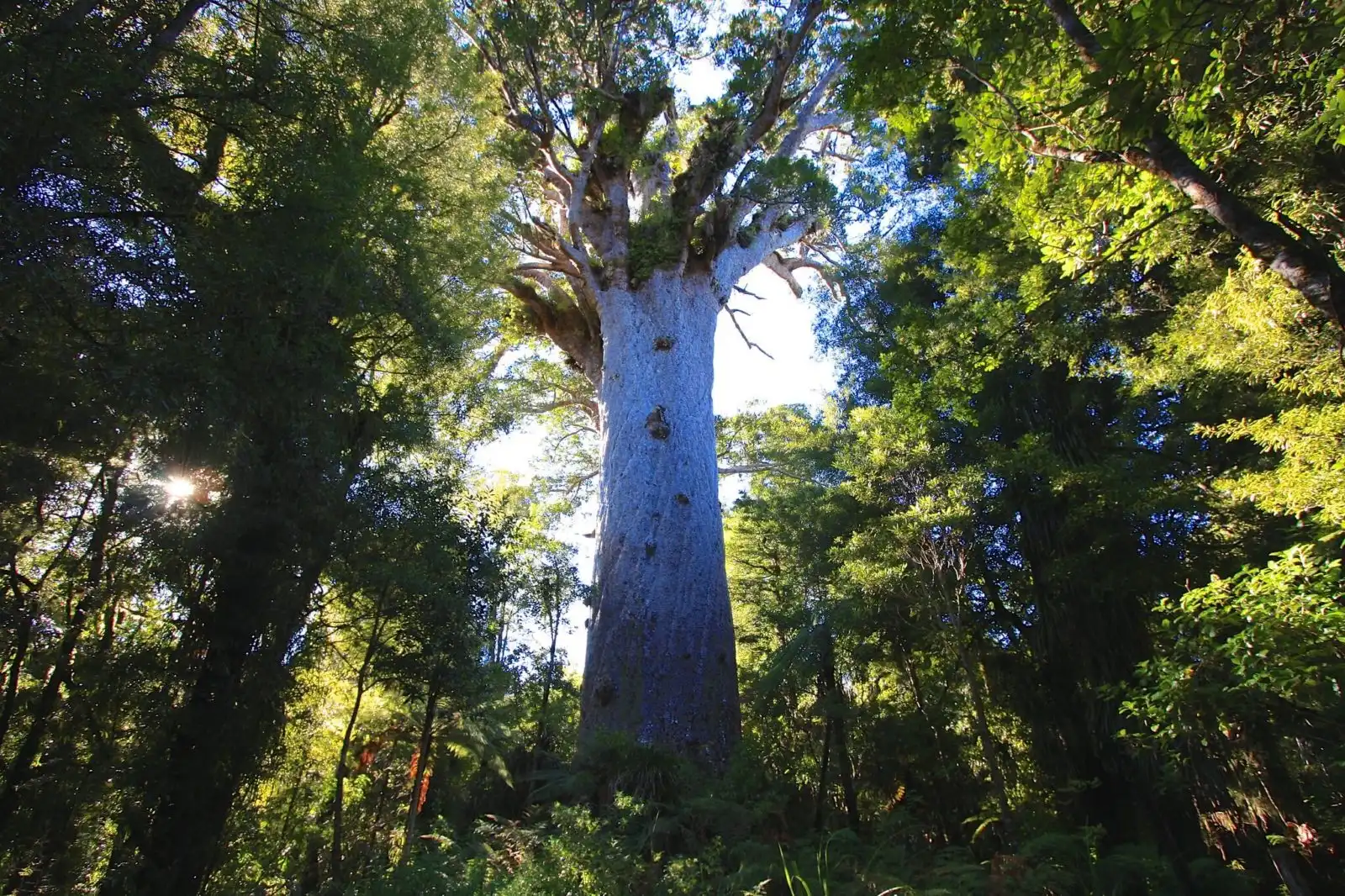 Waipoua Forest near Paihia, New Zealand