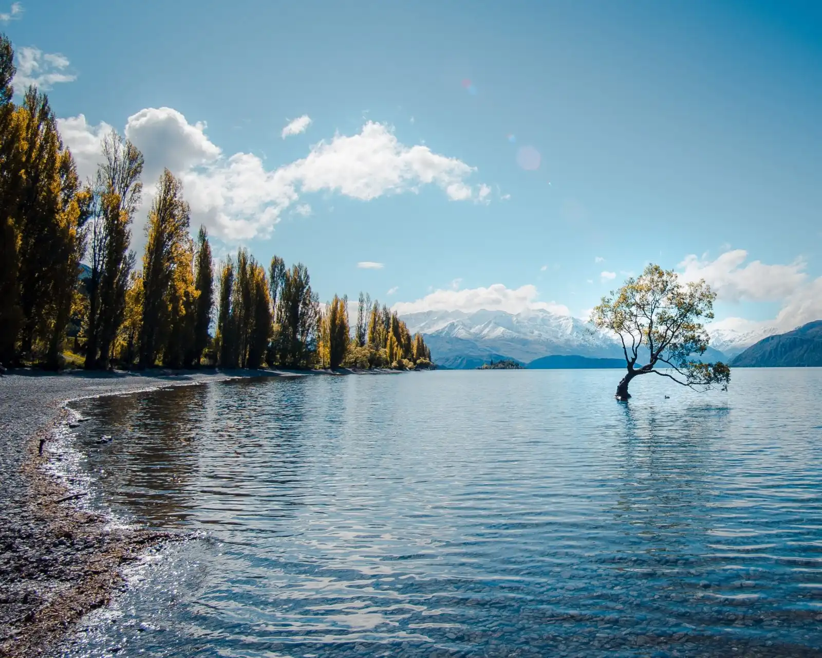 The famous Wanaka Tree